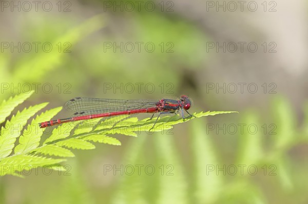 Large red damselfly (Pyrrhosoma nymphula), sitting on bracken, close-up, Wilnsdorf, North Rhine-Westphalia, Germany
