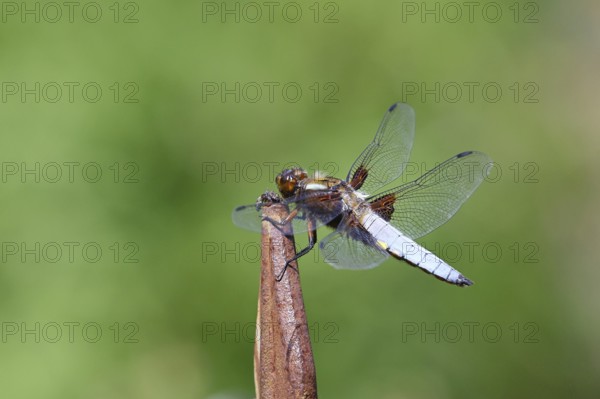 Flat-bellied dragonfly (Libellula depressa), family of damselflies (Libellulidae), male sitting on a fence top in the garden, close-up, Wilnsdorf, North Rhine-Westphalia, Germany