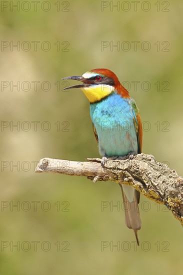 European bee-eater (Merops apiaster) sitting on a branch covered with green lichen, Lake Neusiedl, Burgenland, Austria