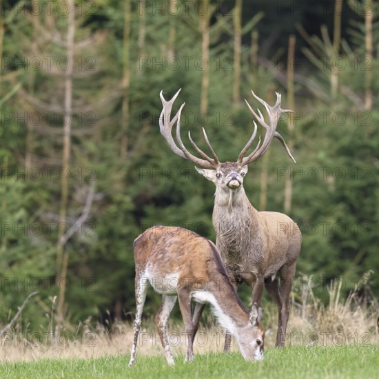 Red deer (Cervus elaphus) in rutting season, capital stag with doe in a forest clearing, wildlife, Sauerland, North Rhine-Westphalia, Germany