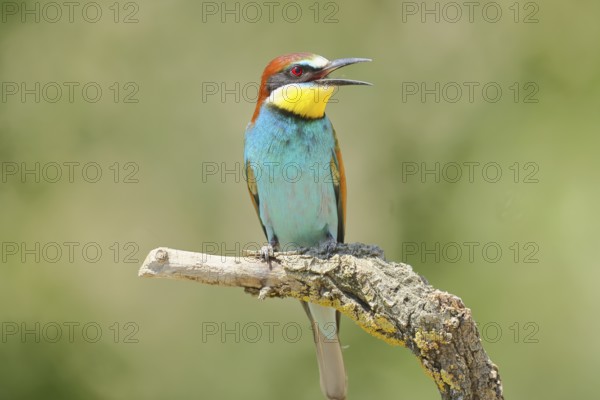 European bee-eater (Merops apiaster) sitting on a branch covered with green lichen, Lake Neusiedl, Burgenland, Austria