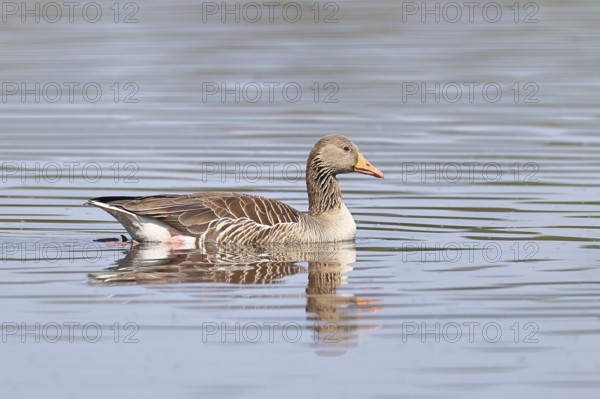 Greylag goose (Anser anser), swimming on a pond, Wagbachniederung nature reserve, Waghäusel, Baden-Württemberg, Germany