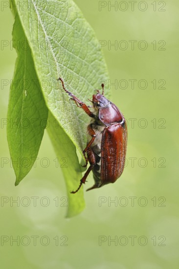 May beetle, wood cockchafer (Melolontha hippocastani), female, on leaf of a willow (Salix caprea), close-up, Wilnsdorf, North Rhine-Westphalia, Germany