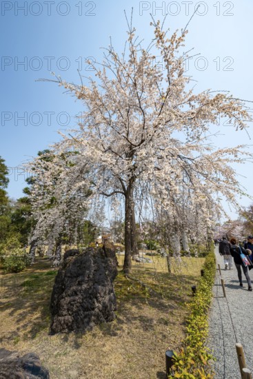 Blooming cherry trees in Seiryu-en Garden, Sakura, former imperial villa Nijo Castle, Kyoto, Japan