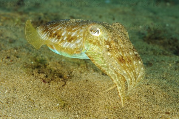 Underwater photo close-up of cuttlefish (Sepia officinalis) cephalopod family of squid swimming over sandy seabed seabed, East Atlantic Ocean, Fuerteventura, Canary Islands, Spain