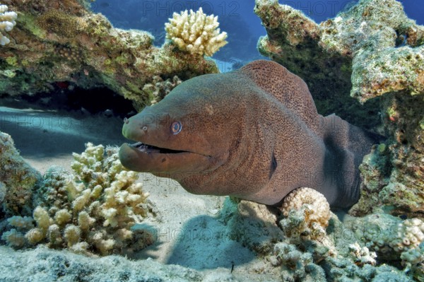 Underwater photo close-up of large adult giant moray eel (Gymnothorax javanicus) predator looking out of burrow between hard corals (Scleractinia) reef-building stony corals, Red Sea, Egypt