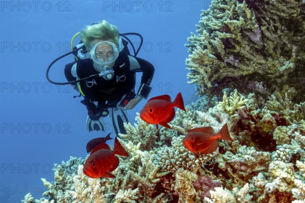 Underwater photo of diver looking at small group of Indo-Pacific bigeye perch (Priacanthus hamrur) glass eyes, Red Sea, Safaga, Hurghada, Egypt
