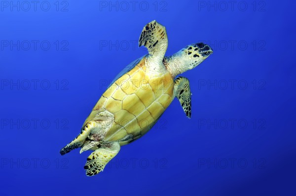 Underwater photo of Hawksbill sea turtle (Eretmochelys imbricata) Sea turtle swimming in blue sea to breathe up to the water surface Sea surface, Red Sea, Safaga, Egypt