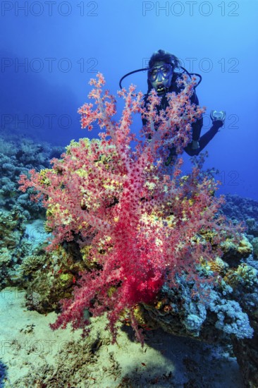 Underwater photo of diver looking at colourful pink soft coral (Dendronephthya) soft coral, Red Sea, Marsa Alam, Egypt