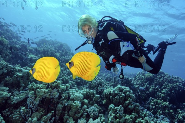 Underwater photo of diver looking at pair of Maskarill masked butterflyfish (Chaetodon semilarvatus) butterflyfish, Red Sea, Abu Soma Garden, Safaga, Egypt