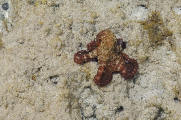 Underwater photo of juvenile very small common octopus (Octopus vulgaris) Common octopus Cephalopod eight-armed octopus in ankle-deep water off swimming beach, Red Sea, Egypt
