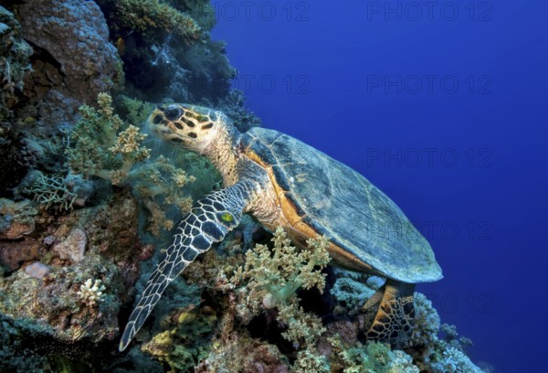 Underwater photo of Hawksbill sea turtle (Eretmochelys imbricata) eating broccoli soft coral (Lithophyton arboreum) in tropical coral reef, Red Sea, Egypt