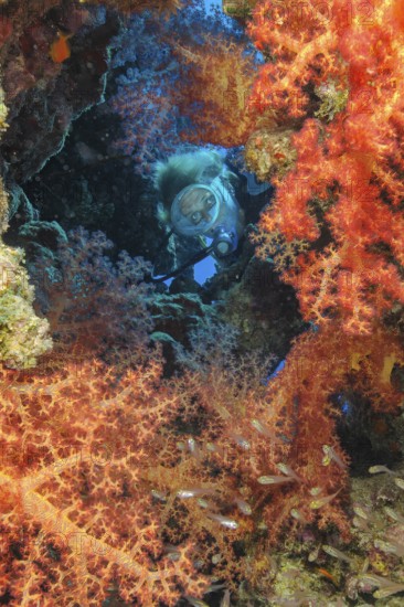Underwater photo of diver looking through small opening into tropical living colourful coral reef looking at many colourful soft coral (Dendronephthya) soft corals, Red Sea, Marsa Alam, Egypt