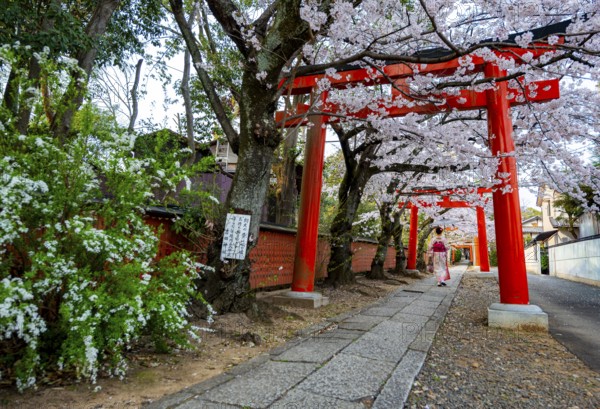 Japanese woman wearing kimono under blossoming cherry trees, Torii Gate at Takenaka-Inari-Jinja Shrine, Kyoto, Japan