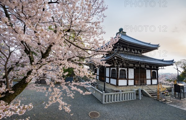 Nokotsudo in evening light with blooming cherry trees, Buddhist temple, Konkai-Komyoji temple, Kyoto, Japan
