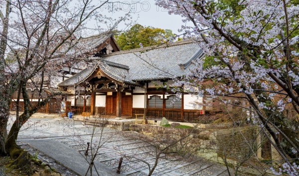 Buddhist temple and cherry blossom, Konkai-Komyoji Temple, Kyoto, Japan