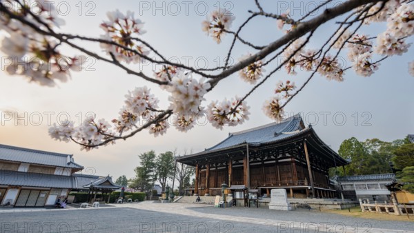 Mie-do, Buddhist Temple and Cherry Blossom, Konkai-Komyoji Temple, Kyoto, Japan