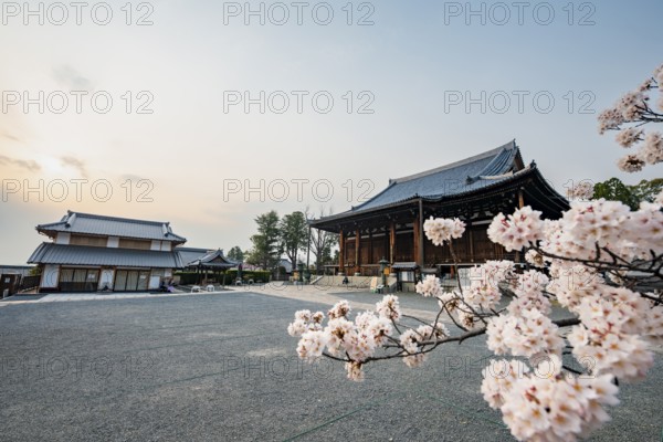 Mie-do and Kaian, Buddhist Temple and Cherry Blossom, Konkai-Komyoji Temple, Kyoto, Japan