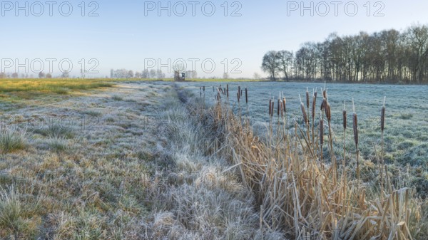 View over a pasture along a small ditch where bulrushes (Typha) grow, Wehden, Cuxhaven, Lower Saxony, Germany