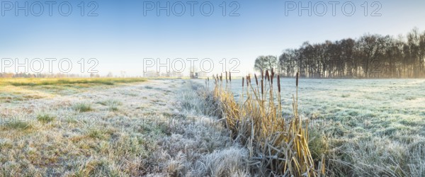 View across a pasture along a small ditch where bulrushes (Typha) grow, Wehden, Cuxhaven, Lower Saxony, Germany