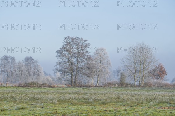 View across a meadow to a row of trees in winter, Wehden, Cuxhaven, Lower Saxony, Germany