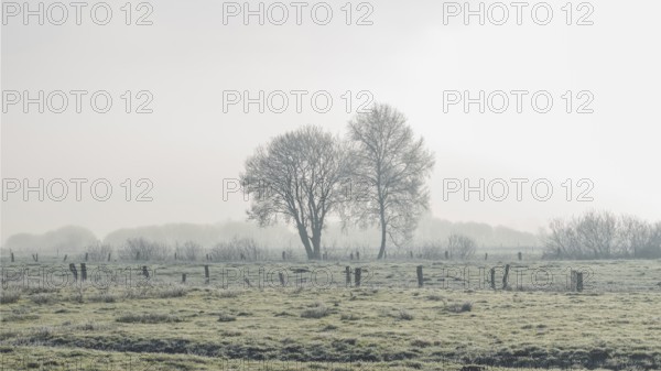 Picture of two trees defusing back light in winter, winter, Wehden, Cuxhaven, Lower Saxony, Germany