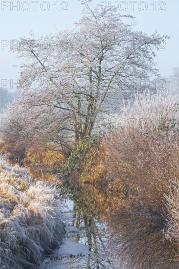 Winter detailed view of vegetation growing on a ditch, Winter, Wehden, Cuxhaven, Lower Saxony, Germany
