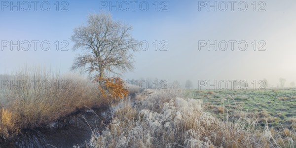 View along a ditch where trees and grasses grow on the shore and the morning dew is frozen, Winter, Wehden, Cuxhaven, Lower Saxony, Germany