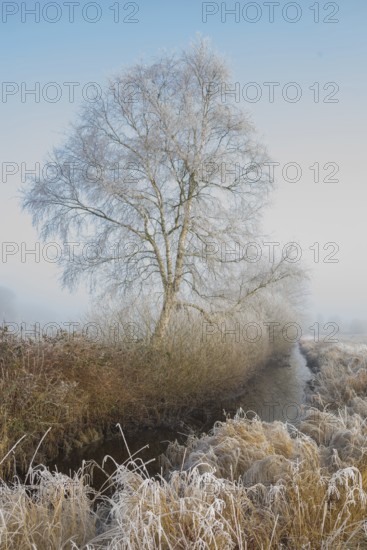View along a ditch where trees and grasses grow on the shore and the morning dew is frozen, Winter, Wehden, Cuxhaven, Lower Saxony, Germany
