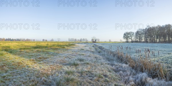 View across a pasture along a small ditch where bulrushes (Typha) grow, winter, Wehden, Cuxhaven, Lower Saxony, Germany
