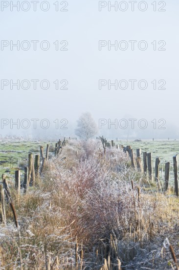 View of a tree disappearing in fog along an almost overgrown ditch, Wehden, Cuxhaven, Lower Saxony, Germany