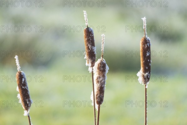 Close-up of cattails (Typha) that are slightly frozen, Wehden, Cuxhaven, Lower Saxony, Germany