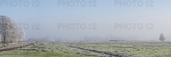 Panoramic view over a willow on a row of trees in fog in winter, Wehden, Cuxhaven, Lower Saxony, Germany