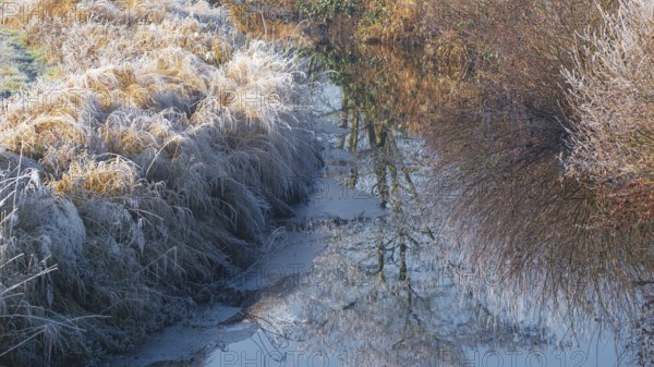 Winter detailed view of vegetation growing on a ditch, Winter, Wehden, Cuxhaven, Lower Saxony, Germany