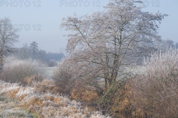 Winter detailed view of vegetation growing on a ditch, Wehden, Cuxhaven, Lower Saxony, Germany