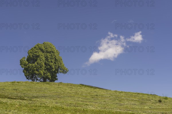 Hay harvest at the Friedenslinde (Tilia) on the Wittelsbacher Höhe, 881m, Illertal, Allgäu, Bavaria, Germany