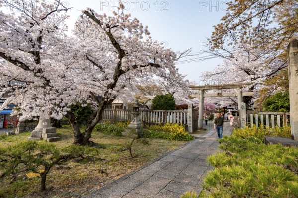 Torii and Hoden-ji temples, Japanese cherry blossom, Kyoto, Japan