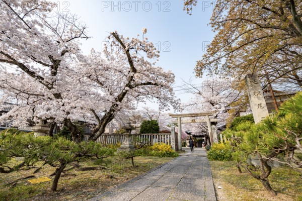 Entrance to Hoden-ji Temple, Japanese cherry blossom, Sakura, Kyoto, Japan