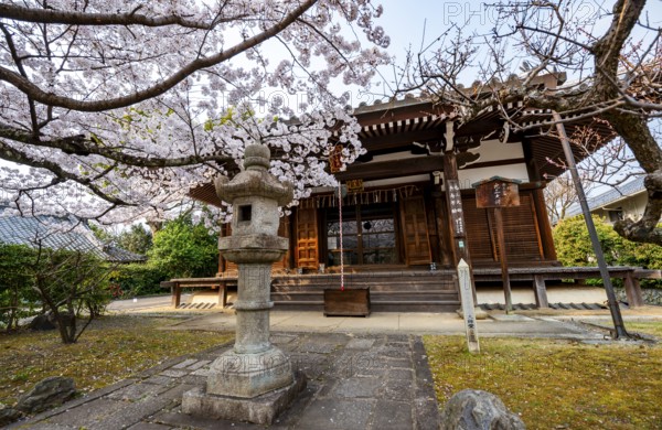Blooming cherry tree in front of Horin-in Temple, Shinsho Gokurakuji or Shinnyo-do Temple, Japanese cherry blossom, Kyoto, Japan