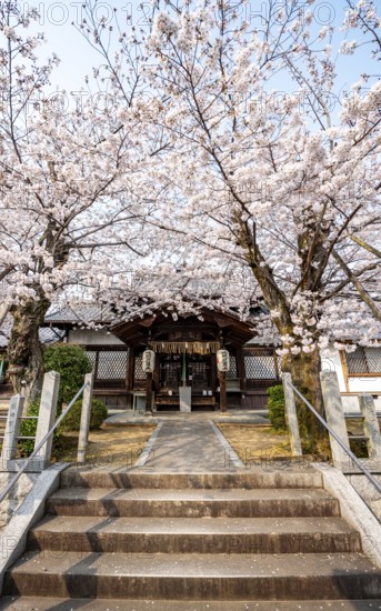 Hoden-ji temple, Japanese cherry blossom, Sakura, Kyoto, Japan