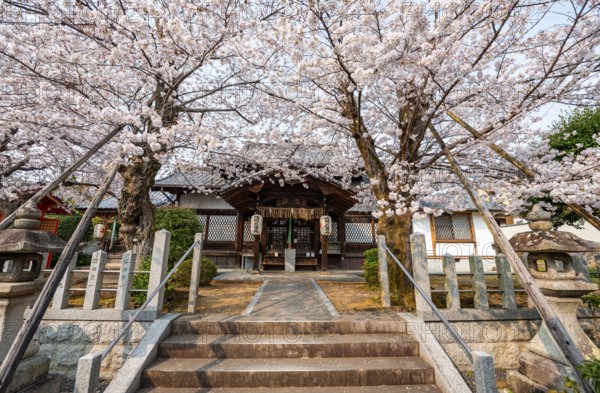 Hoden-ji temple, Japanese cherry blossom, Sakura, Kyoto, Japan