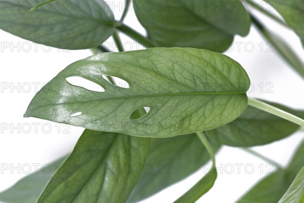 Close up of leaf of tropical 'Epipremnum Pinnatum Cebu Blue' houseplant with silver-blue leaves with fenestration