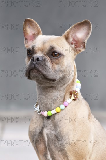 Portrait of French Bulldog with long healthy nose wearing Em ceramics anti-thick necklace in front of gray wall