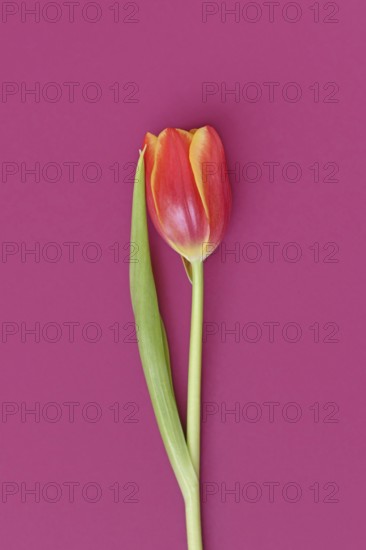 Single dark pink tulip flowers with yellow tips on pink background