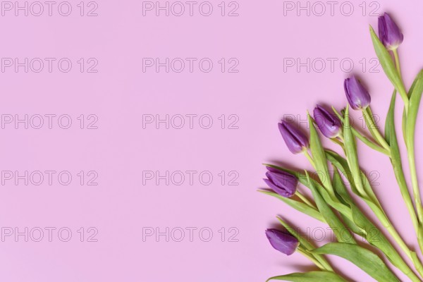Purple tulip flowers on side of pink background. Floral spring background with copy space