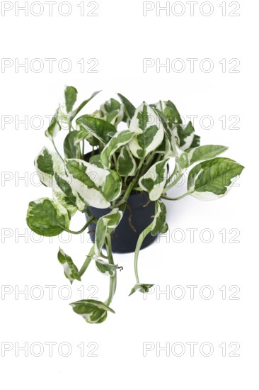 Tropical 'Epipremnum Aureum N'Joy' pothos houseplant with white and green variegated leaves in flower pot on white background
