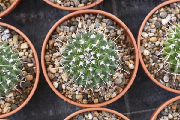 Top view of small 'Mammillaria Carnea' cactus in flower pot with stones