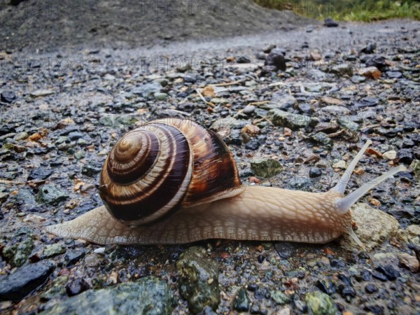 A Helix lucorum (helix lucorum) slowly crawling on a gravel path in nature, close-up, Armenia