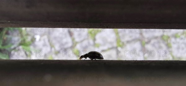 Close-up of a small beetle crawling through a narrow light gap on wood, Berlin