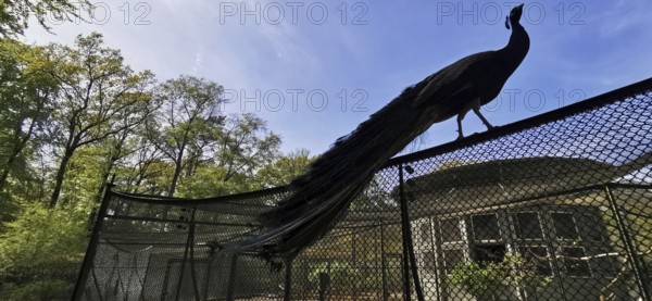 Silhouette of a peacock (pavo) on a trellis in front of a wooded background, Peacock Island, Wannsee, Berlin